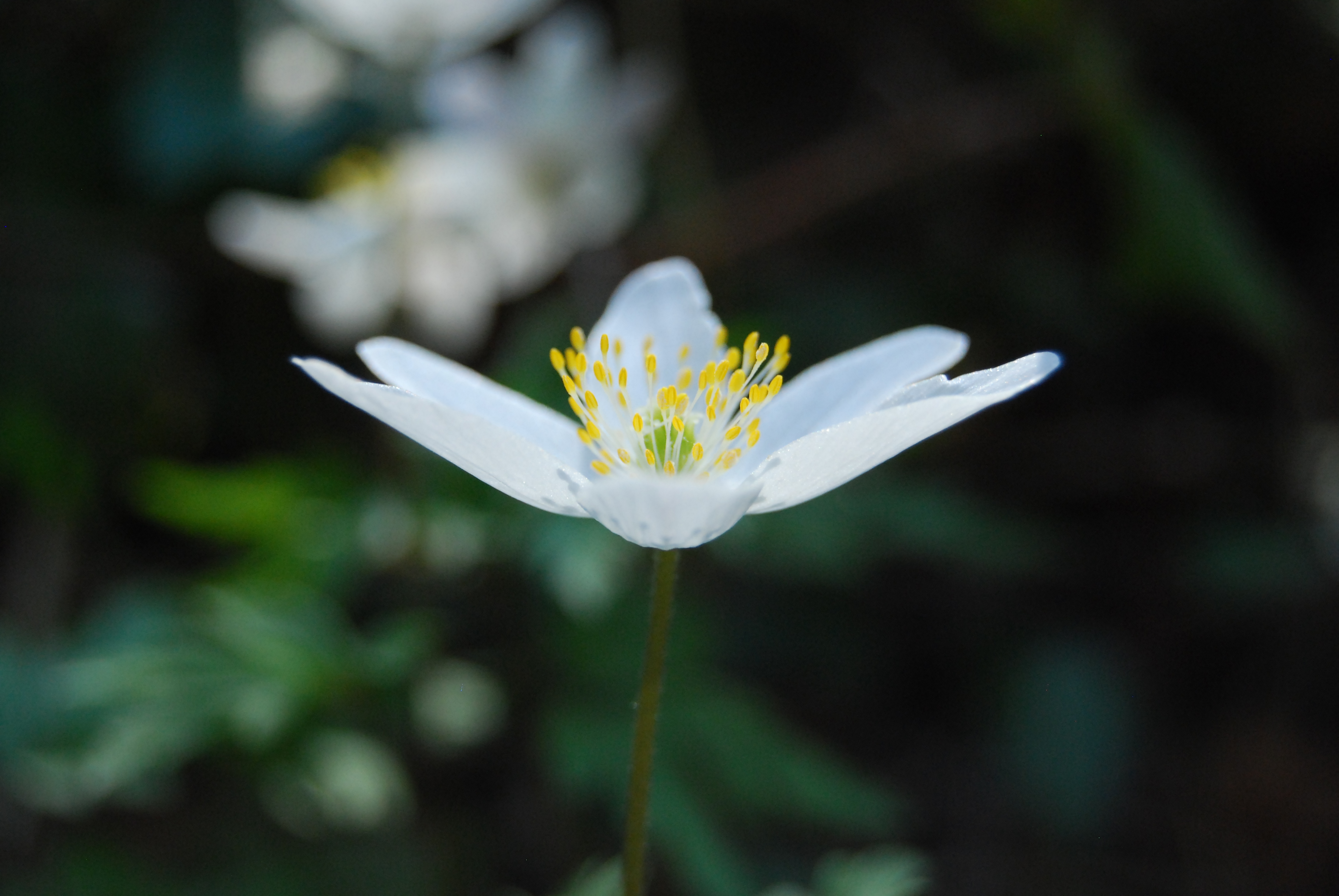 Wood anemone