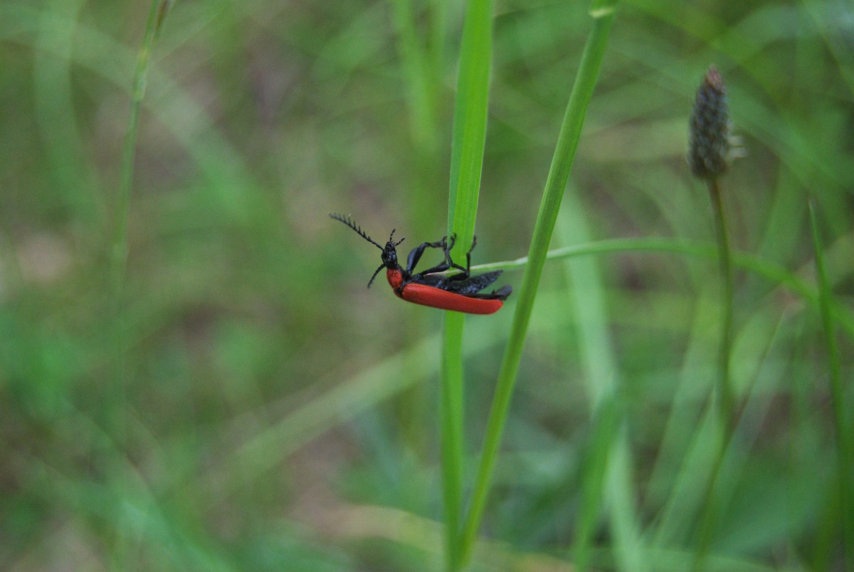 Cardinal beetle – Daniel Greenwood