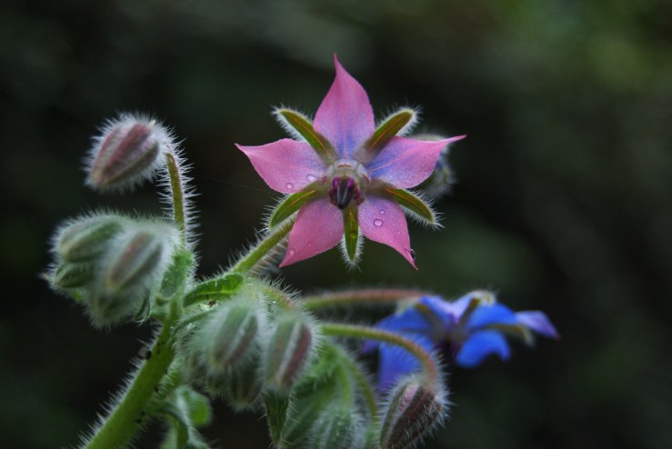 Borage