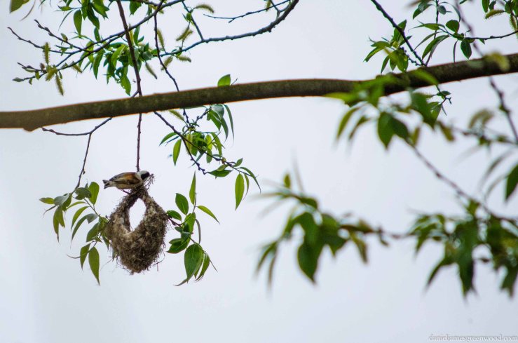 penduline tit blog-1