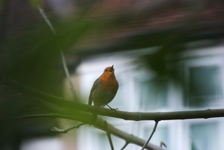 Robin