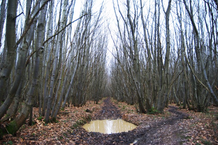 Sweet chestnut coppice