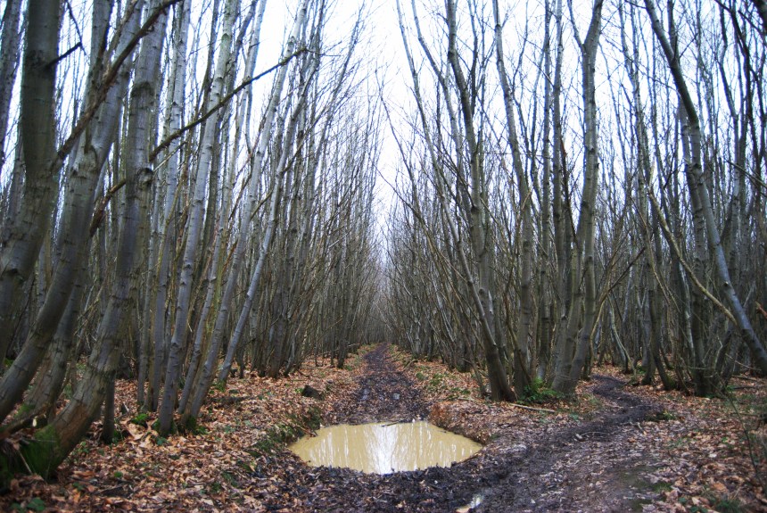 Sweet chestnut coppice
