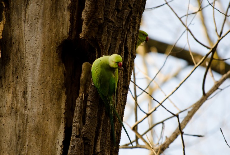 Ring necked parakeet