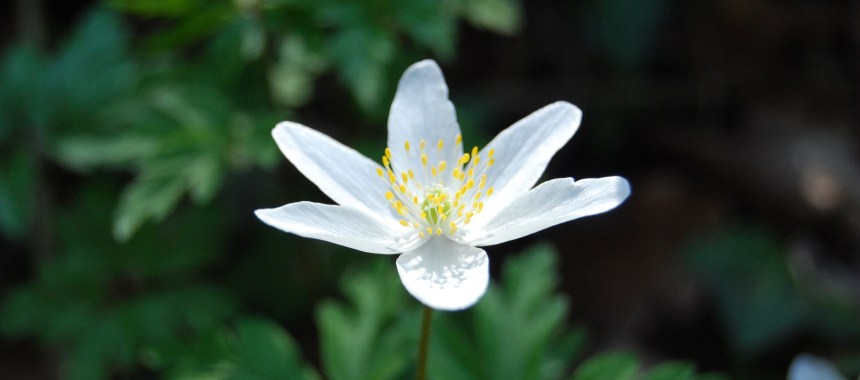 Wood anemone