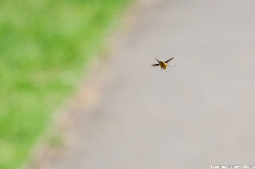 Beefly, Bombylius major 1 crop