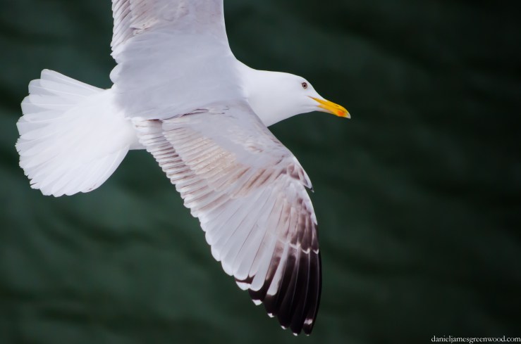 Herring gull