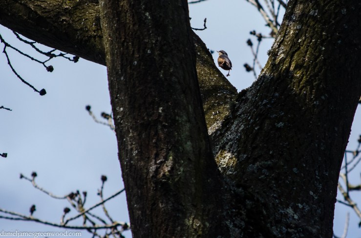 Nuthatch, Sparklie Wood crop