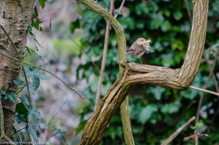 Robin with nesting material crop 1 (1 of 1)