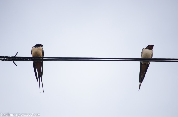Swallows
