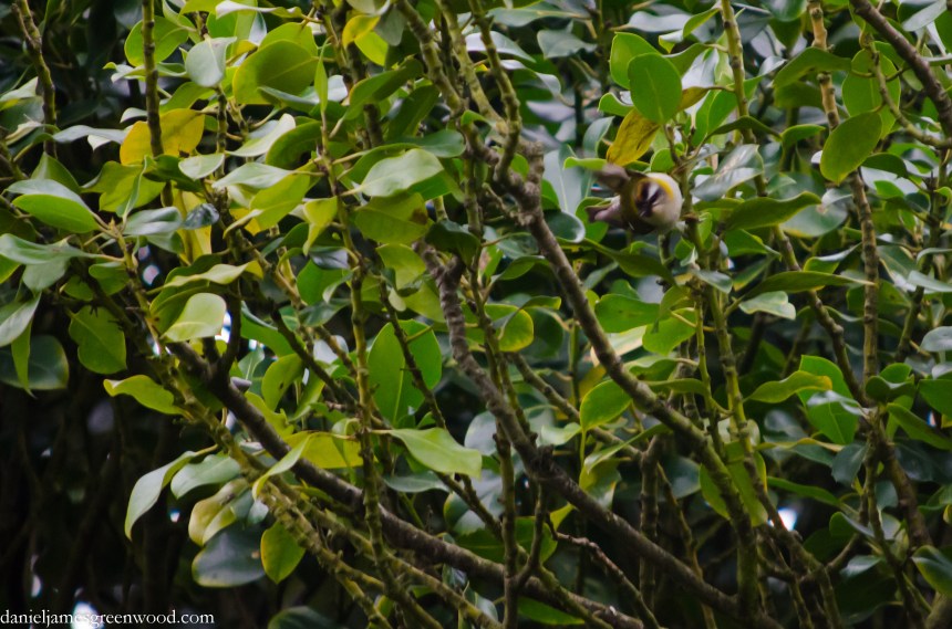 Firecrest 5 crop (1 of 1)