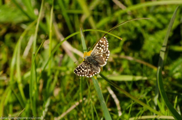 Grizzled skipper