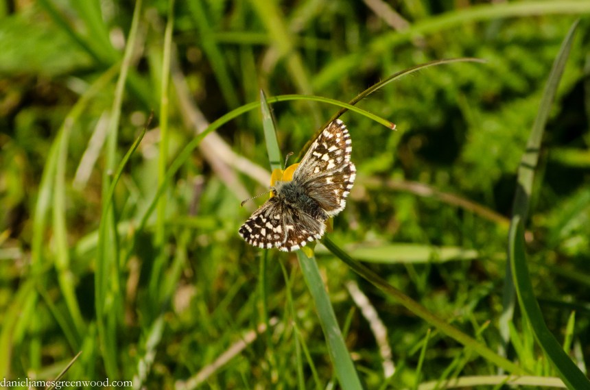 Grizzled skipper