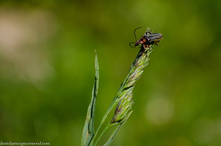 Cantharis rustica