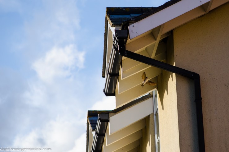 House martin 4