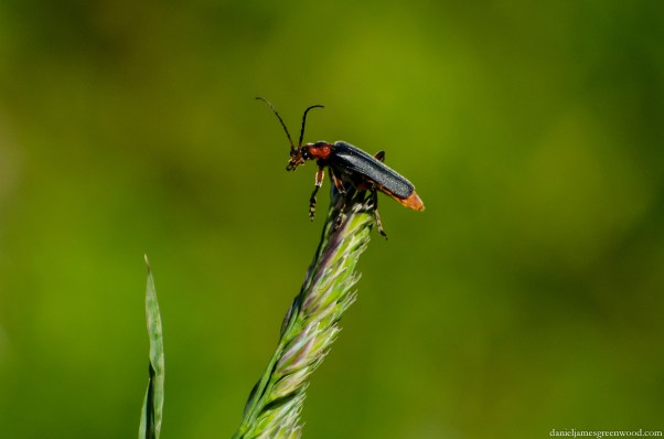 Soldier beetle