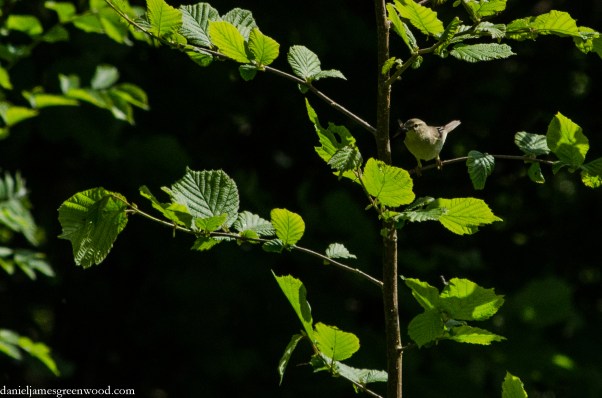 Willow warbler crop 1