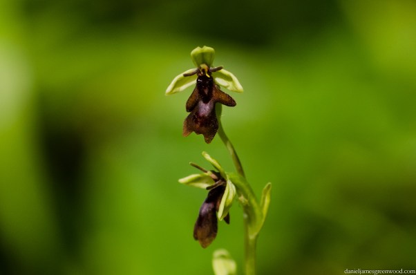 Fly orchid 4