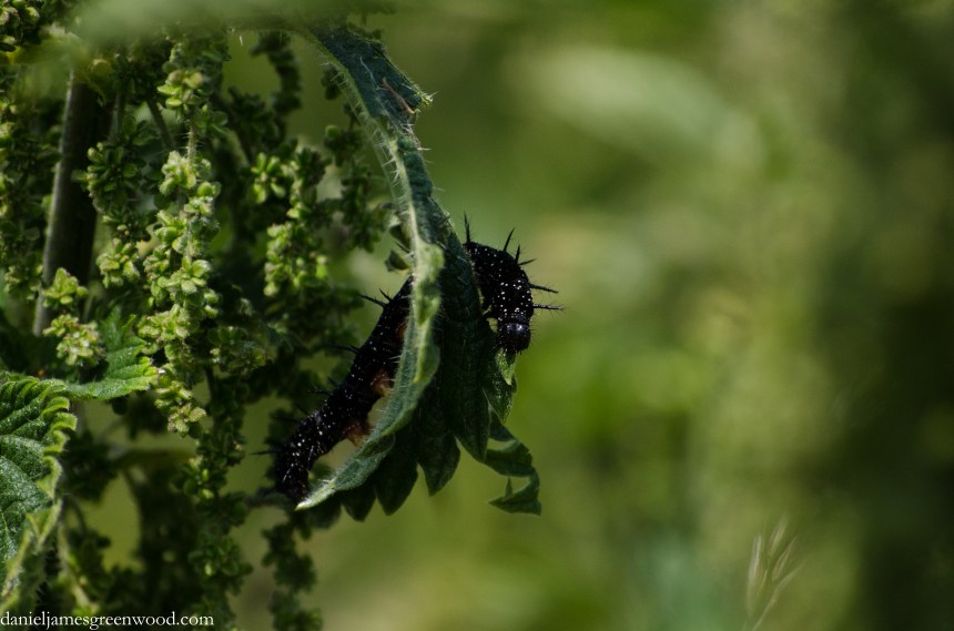Peackock caterpillar