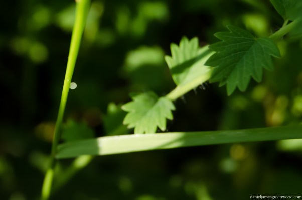 Speckled wood egg crop 1