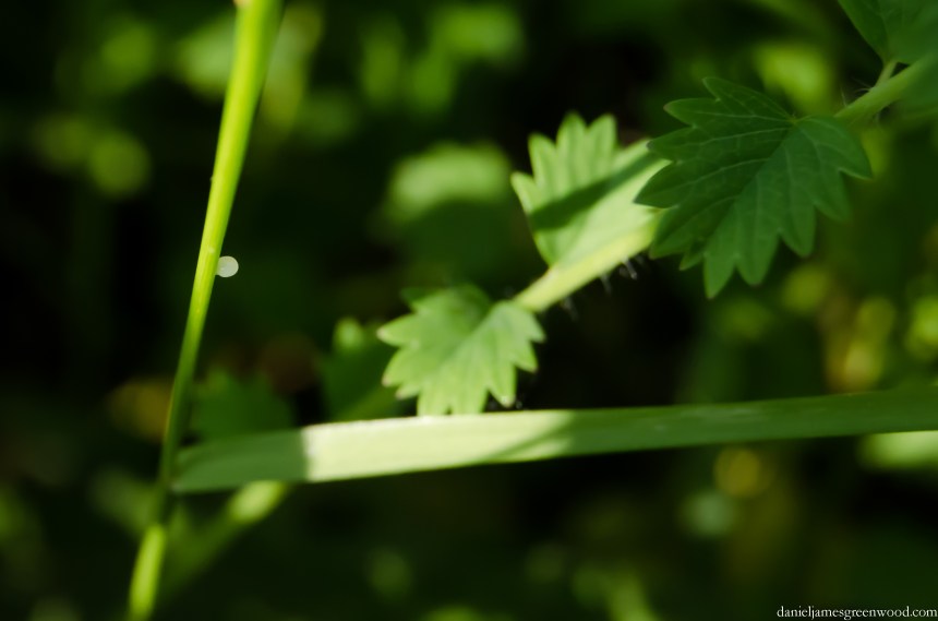 Speckled wood egg crop 1
