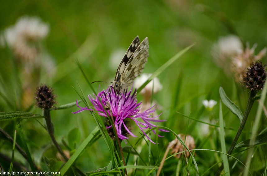 Marbled white