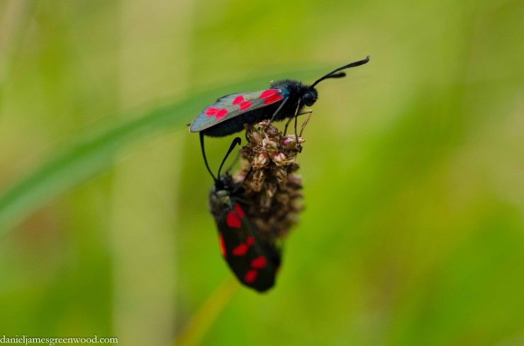 Six-spot burnet moth