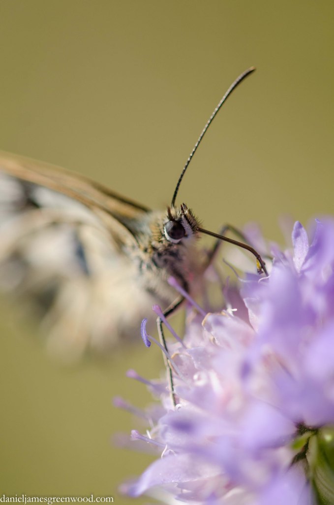 Marbled white