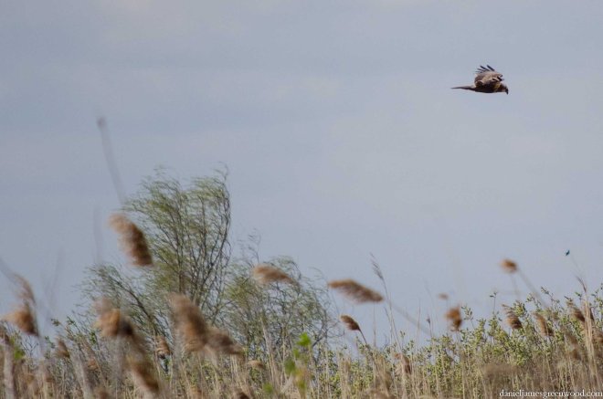 Hortobagy blog pics-18