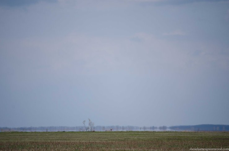 Hortobagy blog pics-4