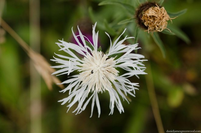 Cotswolds blog pics-6