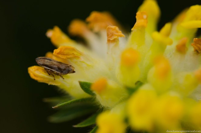 Swanscombe Marshes - 16-8-15 blog pics-10