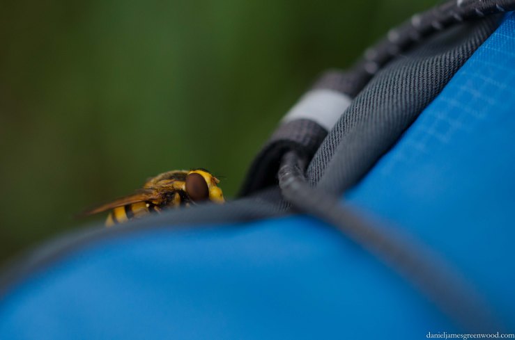 Swanscombe Marshes - 16-8-15 blog pics-15