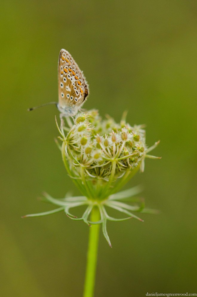Swanscombe Marshes - 16-8-15 blog pics 23-1
