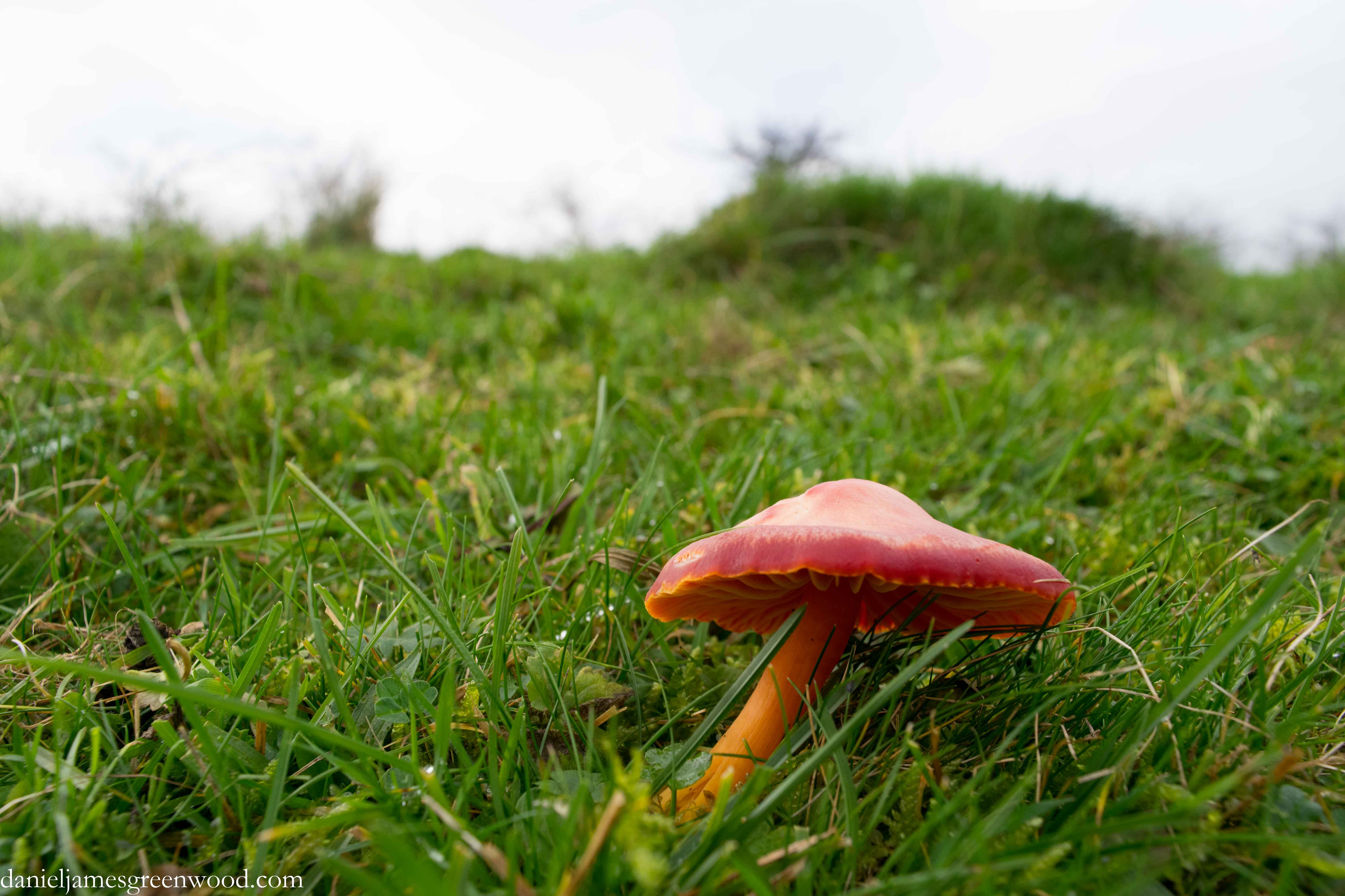 The wreckage of waxcaps blog pics-3