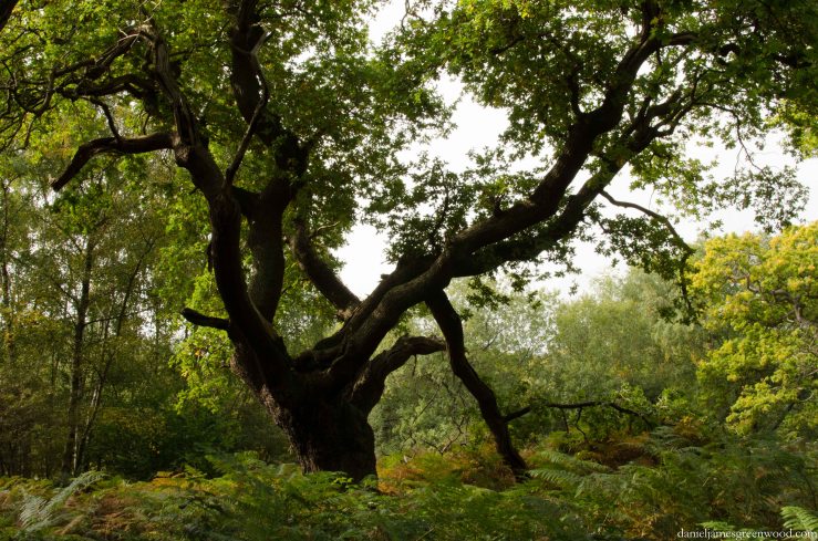 Ashtead Common blog pic-1