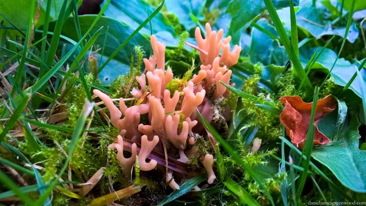 Church yard coral blog pic-1