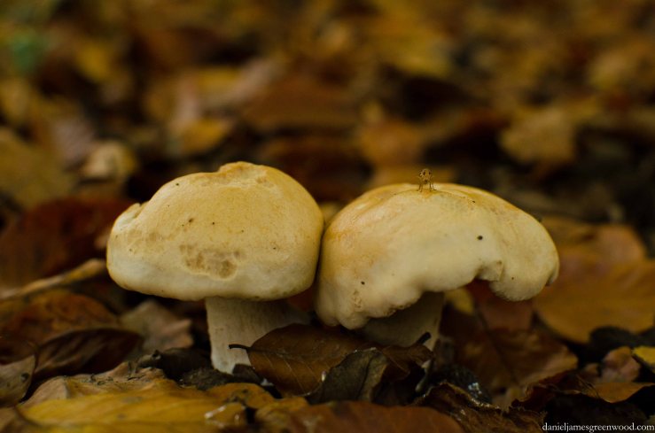 Fungi 2015 blog pics-1-3