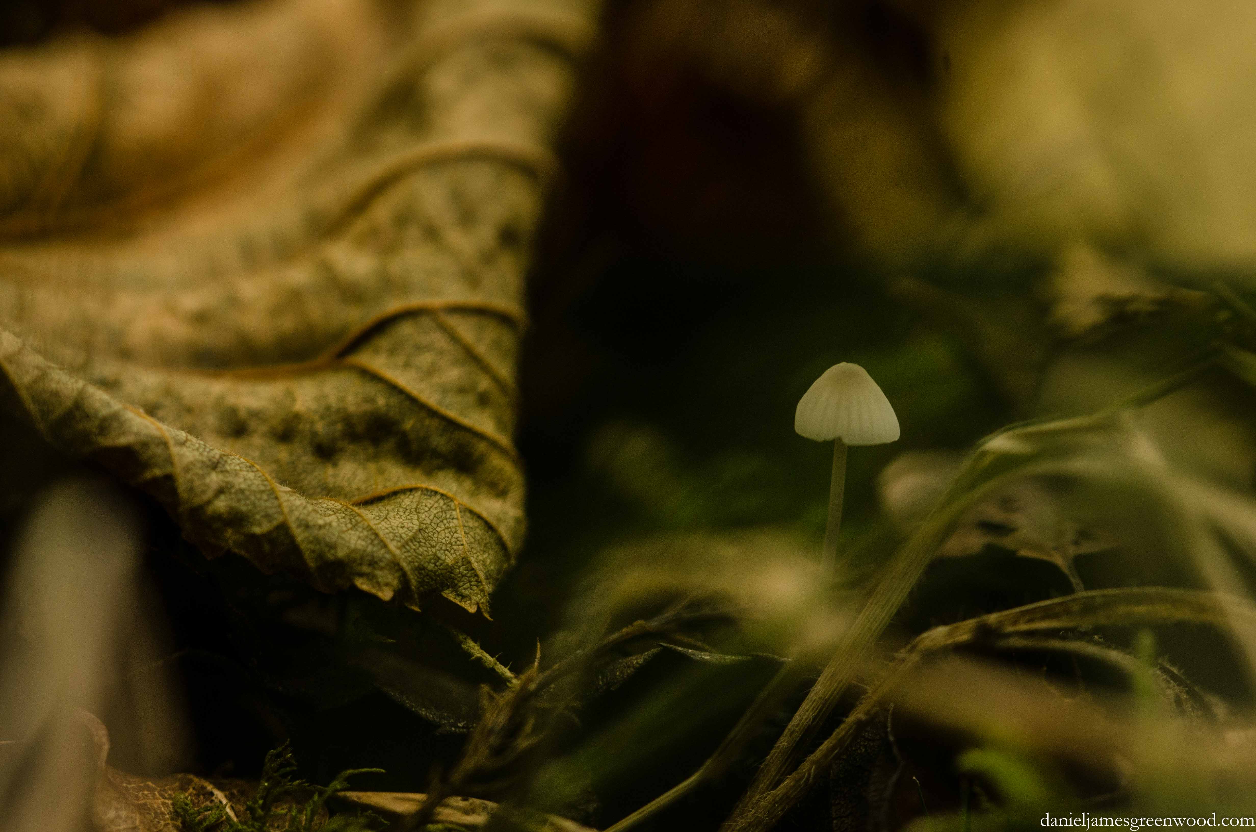 Fungi 2015 blog pics-1