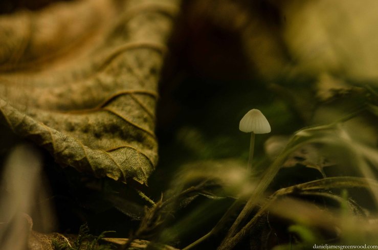 Fungi 2015 blog pics-1