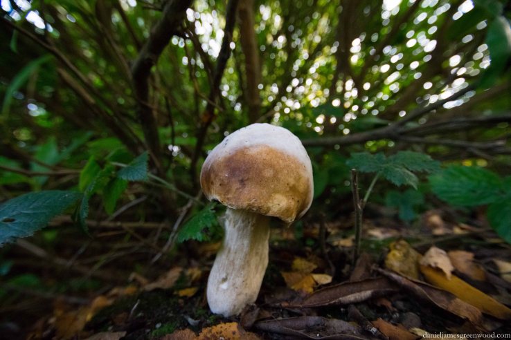 Fungi 2015 blog pics-5