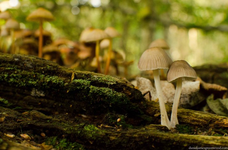 Fungi 2015 blog pics-7-2