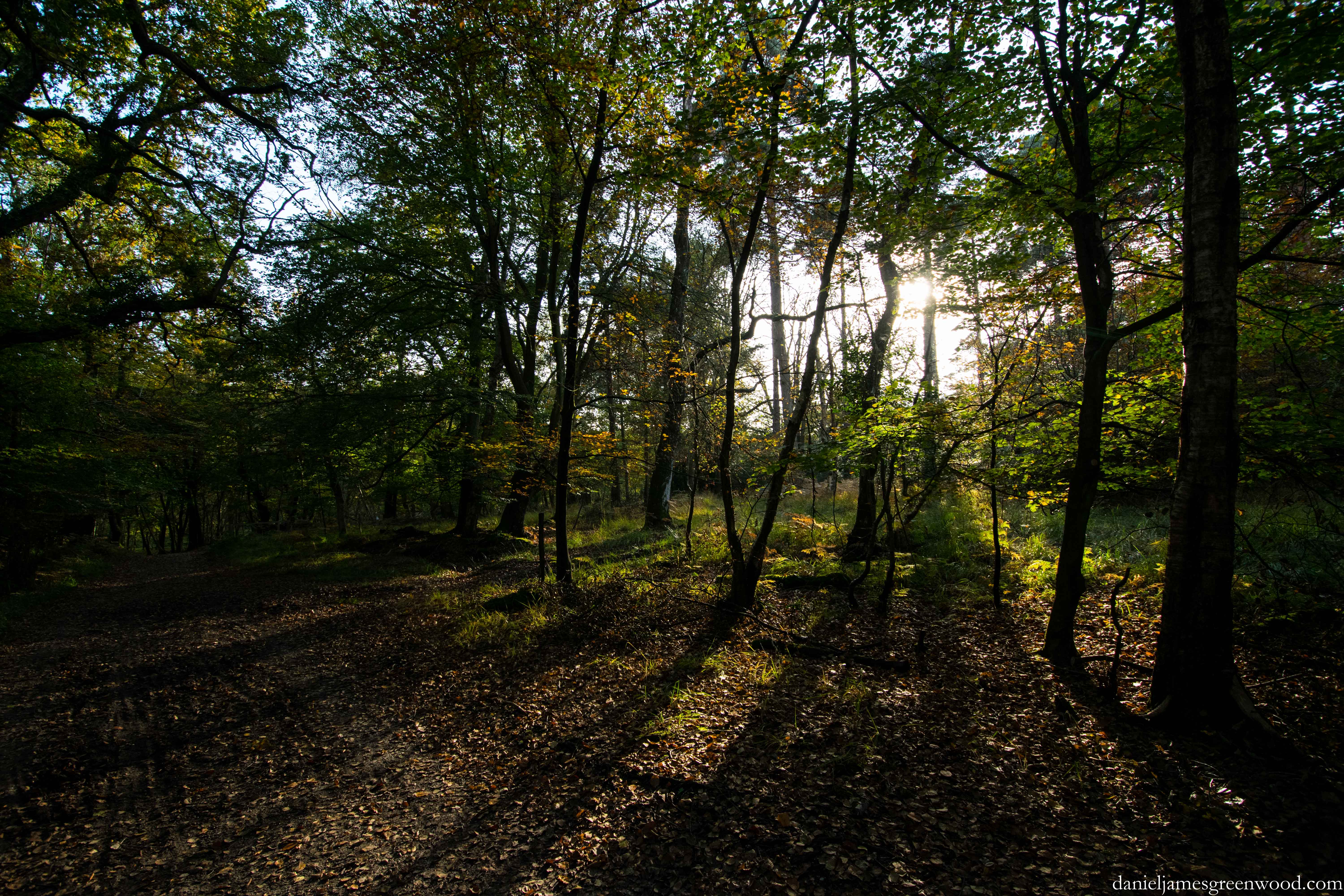 New Forest blog pic-1