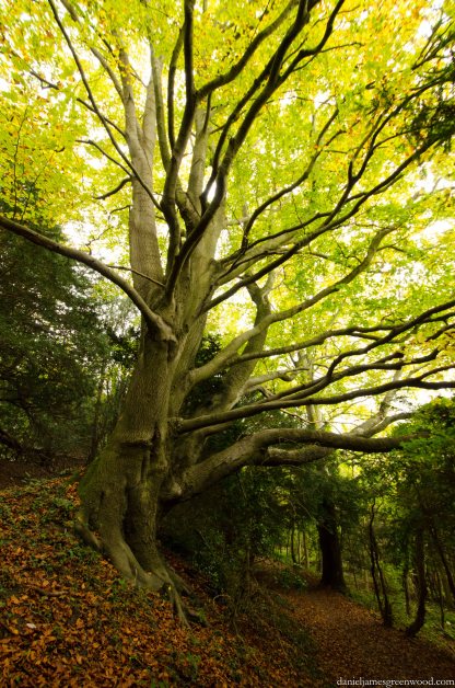 North Downs beech blog pic-1