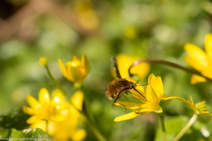 Bee-fly feeding on lesser celandine