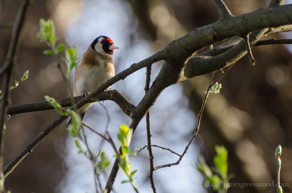 Goldfinch HNT April 2016-1