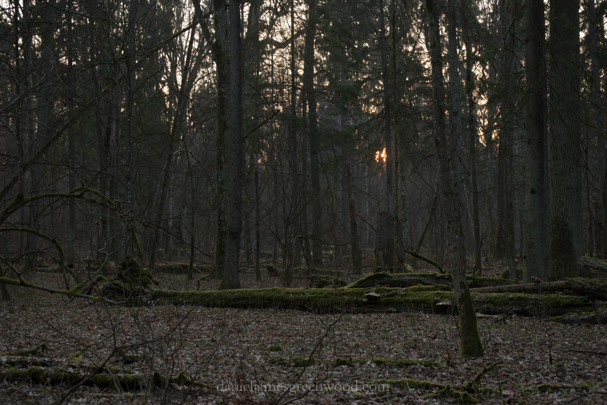 Bialowieza-1-11