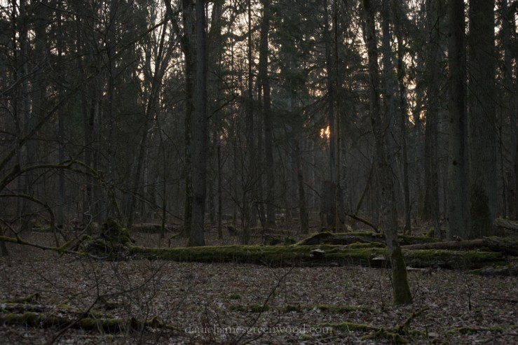Bialowieza-1-11