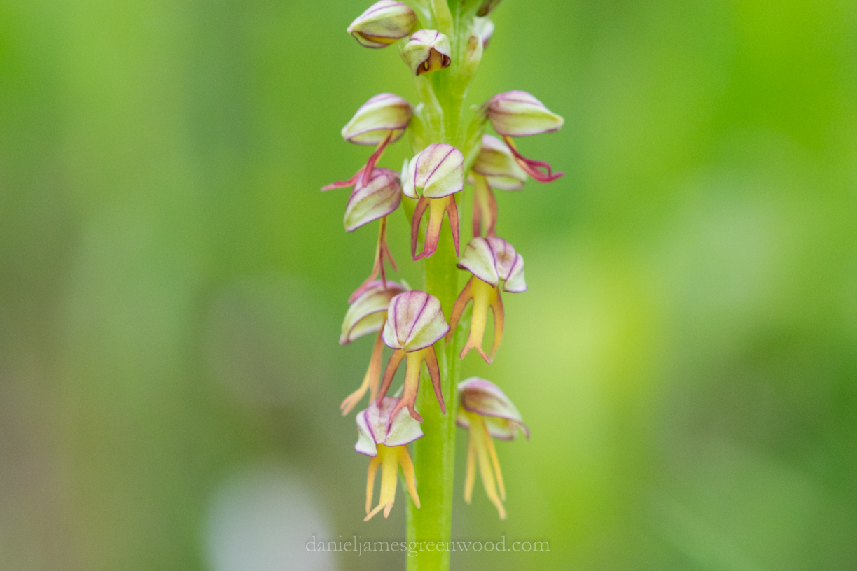 Man orchid-1