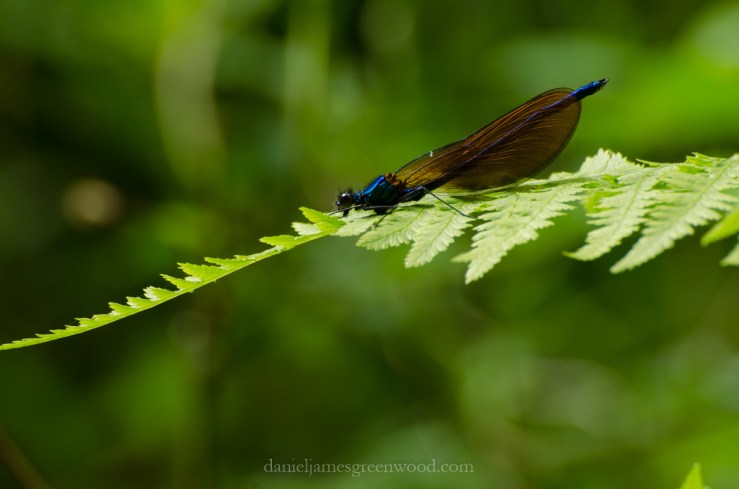 New Forest 20-5-2016 blog-1